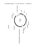 MULTIZYMES AND THEIR USE IN MAKING POLYUNSATURATED FATTY ACIDS diagram and image