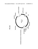 MULTIZYMES AND THEIR USE IN MAKING POLYUNSATURATED FATTY ACIDS diagram and image