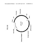 MULTIZYMES AND THEIR USE IN MAKING POLYUNSATURATED FATTY ACIDS diagram and image