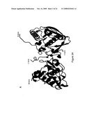 Crystal structures of human peptide deformylase diagram and image