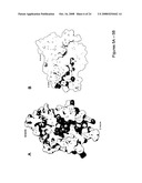 Crystal structures of human peptide deformylase diagram and image