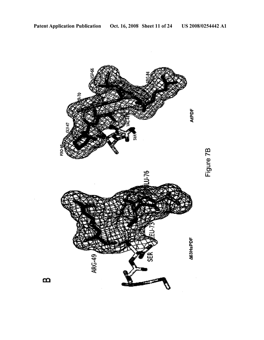 Crystal structures of human peptide deformylase - diagram, schematic, and image 12