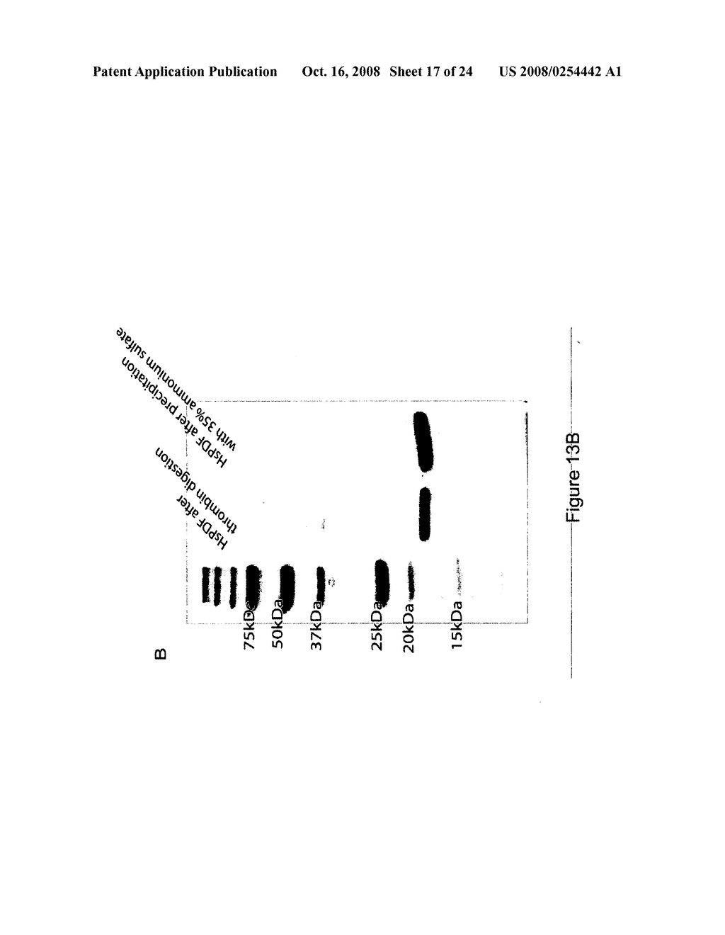 Crystal structures of human peptide deformylase - diagram, schematic, and image 18