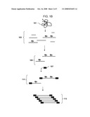 Analysis of methylation using selective adaptor ligation diagram and image