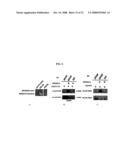 ALTERED ZDHHC8 EXPRESSION AS A MARKER OF INCREASED RISK OF SCHIZOPHRENIA diagram and image