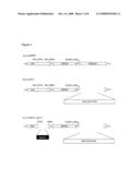 Baculovirus Expression System diagram and image