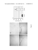 Use of Modified Pyrimidine Compounds to Promote Stem Cell Migration and Proliferation diagram and image