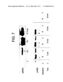 Methods for treating podocyte-related disorders diagram and image