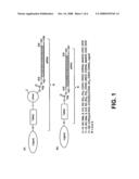 IRNA Agents Targeting CCR5 Expressing Cells And Uses Thereof diagram and image