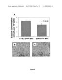 Multipotential Expanded Mesenchymal Precursor Cell Progeny (Memp) and Uses Thereof diagram and image