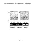 Multipotential Expanded Mesenchymal Precursor Cell Progeny (Memp) and Uses Thereof diagram and image