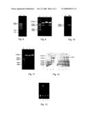 Detoxifizyme with Activity of Transforming Aflatoxin and the Gene Encodes Thereof diagram and image