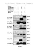 Methods and Compositions for the Modulation of Immune Responses and Autoimmune Diseases diagram and image