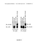 Methods and Compositions for the Modulation of Immune Responses and Autoimmune Diseases diagram and image