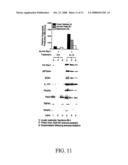 Methods and compounds to alter virus infection diagram and image