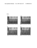 Oligonucleotide for Detection of a Microorganism, Diagnostic Kits and Methods for Detection of Microorganisms Using the Oligonucleotide diagram and image