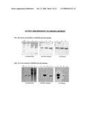 ARL-1 Specific Antibodies diagram and image