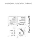 ARL-1 Specific Antibodies diagram and image