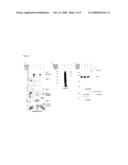 Targeted ubiquitination of proteins and screening methods using a new class of ubiquitin ligase proteins diagram and image