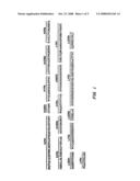 ANTIBODIES, INCLUDING FV MOLECULES, AND IMMUNOCONJUGATES HAVING HIGH BINDING AFFINITY FOR MESOTHELIN AND METHODS FOR THEIR USE diagram and image