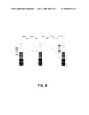 FUNGAL CELL WALL SYNTHESIS GENE diagram and image