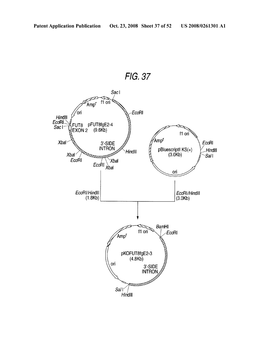 Antibody Composition-Producing Cell - diagram, schematic, and image 38