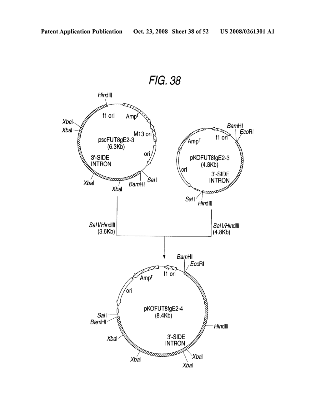 Antibody Composition-Producing Cell - diagram, schematic, and image 39