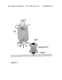 Cell Free Assay for Determining a Substance of Interest and Molecular Complexes Used Therefore diagram and image