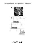 Bioherbicide from Festuca Spp diagram and image