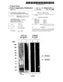 Antibodies to Cross-Linked Beta-Amyloid Protein Oligomers diagram and image