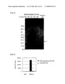 Anti-perp recombinant antibody diagram and image