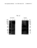 Anti-perp recombinant antibody diagram and image