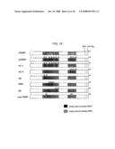 Anti-perp recombinant antibody diagram and image