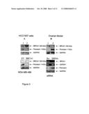 Brca1 Markers diagram and image