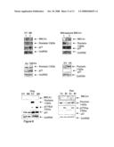 Brca1 Markers diagram and image