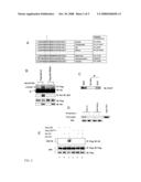 MODEL SYSTEM FOR IDENTIFYING ANTI-CANCER AGENTS diagram and image