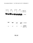 DETECTION OF NUCEIC ACIDS BY MULTIPLE SEQUENTIAL INVASIVE CLEAVAGES diagram and image