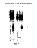 DETECTION OF NUCEIC ACIDS BY MULTIPLE SEQUENTIAL INVASIVE CLEAVAGES diagram and image