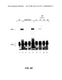 DETECTION OF NUCEIC ACIDS BY MULTIPLE SEQUENTIAL INVASIVE CLEAVAGES diagram and image