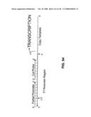 DETECTION OF NUCEIC ACIDS BY MULTIPLE SEQUENTIAL INVASIVE CLEAVAGES diagram and image