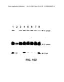 DETECTION OF NUCEIC ACIDS BY MULTIPLE SEQUENTIAL INVASIVE CLEAVAGES diagram and image