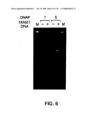 DETECTION OF NUCEIC ACIDS BY MULTIPLE SEQUENTIAL INVASIVE CLEAVAGES diagram and image