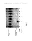 DETECTION OF NUCEIC ACIDS BY MULTIPLE SEQUENTIAL INVASIVE CLEAVAGES diagram and image