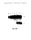 DETECTION OF NUCEIC ACIDS BY MULTIPLE SEQUENTIAL INVASIVE CLEAVAGES diagram and image