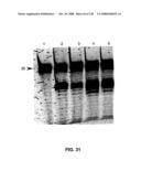 DETECTION OF NUCEIC ACIDS BY MULTIPLE SEQUENTIAL INVASIVE CLEAVAGES diagram and image