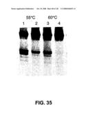 DETECTION OF NUCEIC ACIDS BY MULTIPLE SEQUENTIAL INVASIVE CLEAVAGES diagram and image