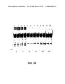 DETECTION OF NUCEIC ACIDS BY MULTIPLE SEQUENTIAL INVASIVE CLEAVAGES diagram and image