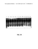 DETECTION OF NUCEIC ACIDS BY MULTIPLE SEQUENTIAL INVASIVE CLEAVAGES diagram and image