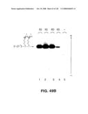 DETECTION OF NUCEIC ACIDS BY MULTIPLE SEQUENTIAL INVASIVE CLEAVAGES diagram and image