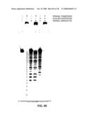 DETECTION OF NUCEIC ACIDS BY MULTIPLE SEQUENTIAL INVASIVE CLEAVAGES diagram and image